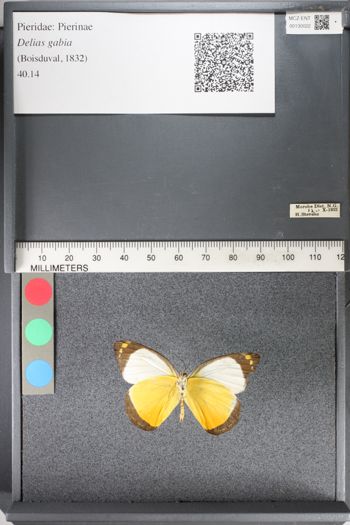 Media type: image;   Entomology 130022